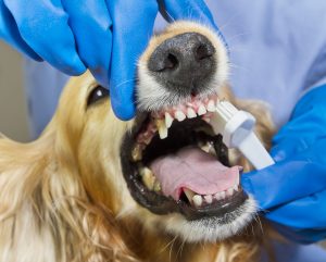 Anesthesia Free Dog Teeth Cleaning